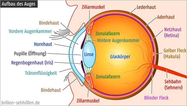 Bild zum Aufbau des Auges aus: www.brillen-sehhilfen.de