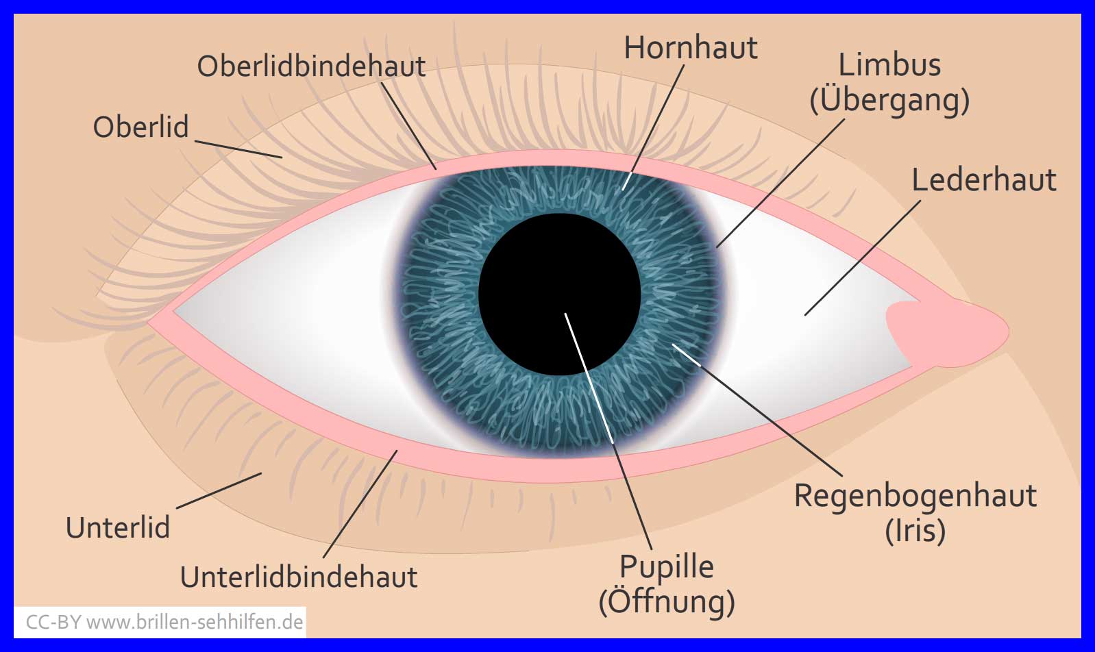 Pupille: Öffnung im Zentrum der Iris.