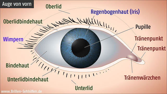 Bestandteile des Auges (von vorn)