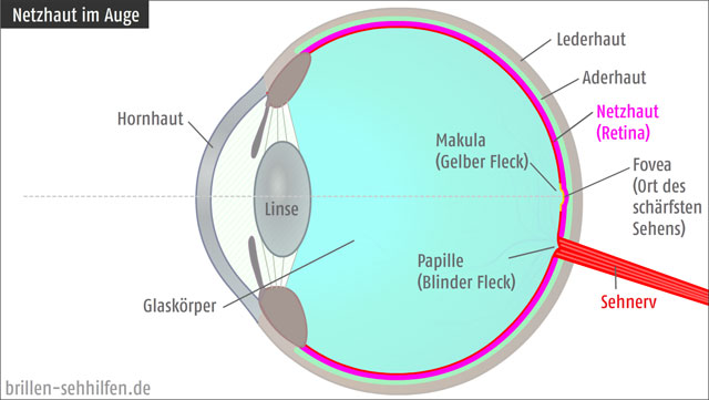 Netzhaut (Retina) im menschlichen Auge